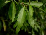 hoheria angustifolia