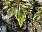 hoheria populnea alba variegata