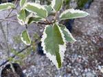 hoheria populnea alba variegata
