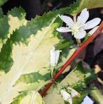 hoheria populnea variegata