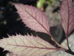 hoheria sexstylosa purple lace