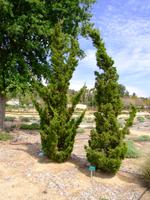 juniperus chinensis kaizuka