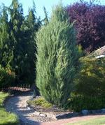 juniperus scopulorum skyrocket