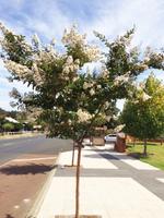 lagerstroemia fauriei townhouse