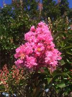 lagerstroemia indica x fauriei sioux