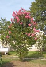 lagerstroemia indica x fauriei sioux