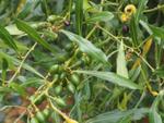 laurus nobilis f angustifolia