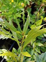 laurus nobilis f angustifolia