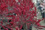 leptospermum scoparium burgundy queen
