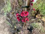 leptospermum scoparium crimson glory