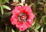 leptospermum scoparium red damask