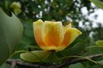 liriodendron chinense