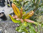 macadamia integrifolia x tetraphylla beaumont
