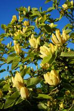 magnolia acuminata koban dori