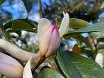 magnolia allure