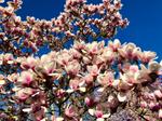 magnolia athene