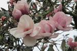 magnolia atlas