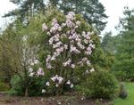 magnolia atlas