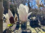 magnolia billowing cloud