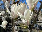 magnolia billowing cloud
