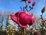 magnolia brixton belle
