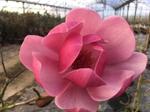 magnolia brixton belle