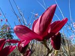 magnolia burgundy star