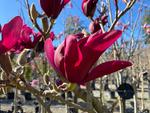 magnolia burgundy star