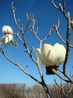 magnolia campbellii alba