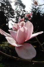 magnolia campbellii charles raffill