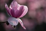 magnolia campbellii charles raffill