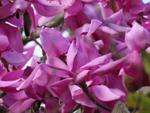 magnolia campbellii lanarth