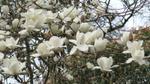 magnolia david clulow