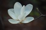 magnolia denudata gere