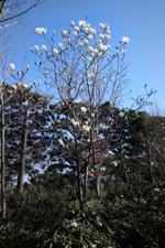 magnolia denudata gere