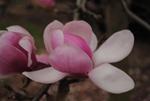 magnolia forrests pink