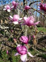 magnolia forrests pink