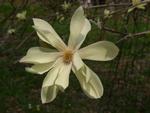 magnolia gold star