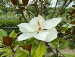 magnolia grandiflora blanchard