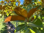 magnolia grandiflora ferruginea