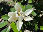 magnolia grandiflora kay parris