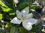 magnolia grandiflora little gem