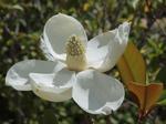 magnolia grandiflora teddy bear