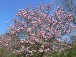 magnolia heaven scent