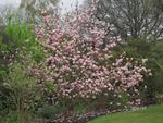 magnolia heaven scent