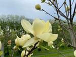magnolia honey tulip