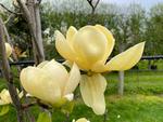 magnolia honey tulip