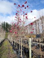 magnolia ians red