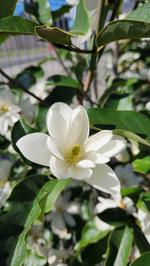magnolia inspiration