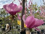 magnolia iolanthe